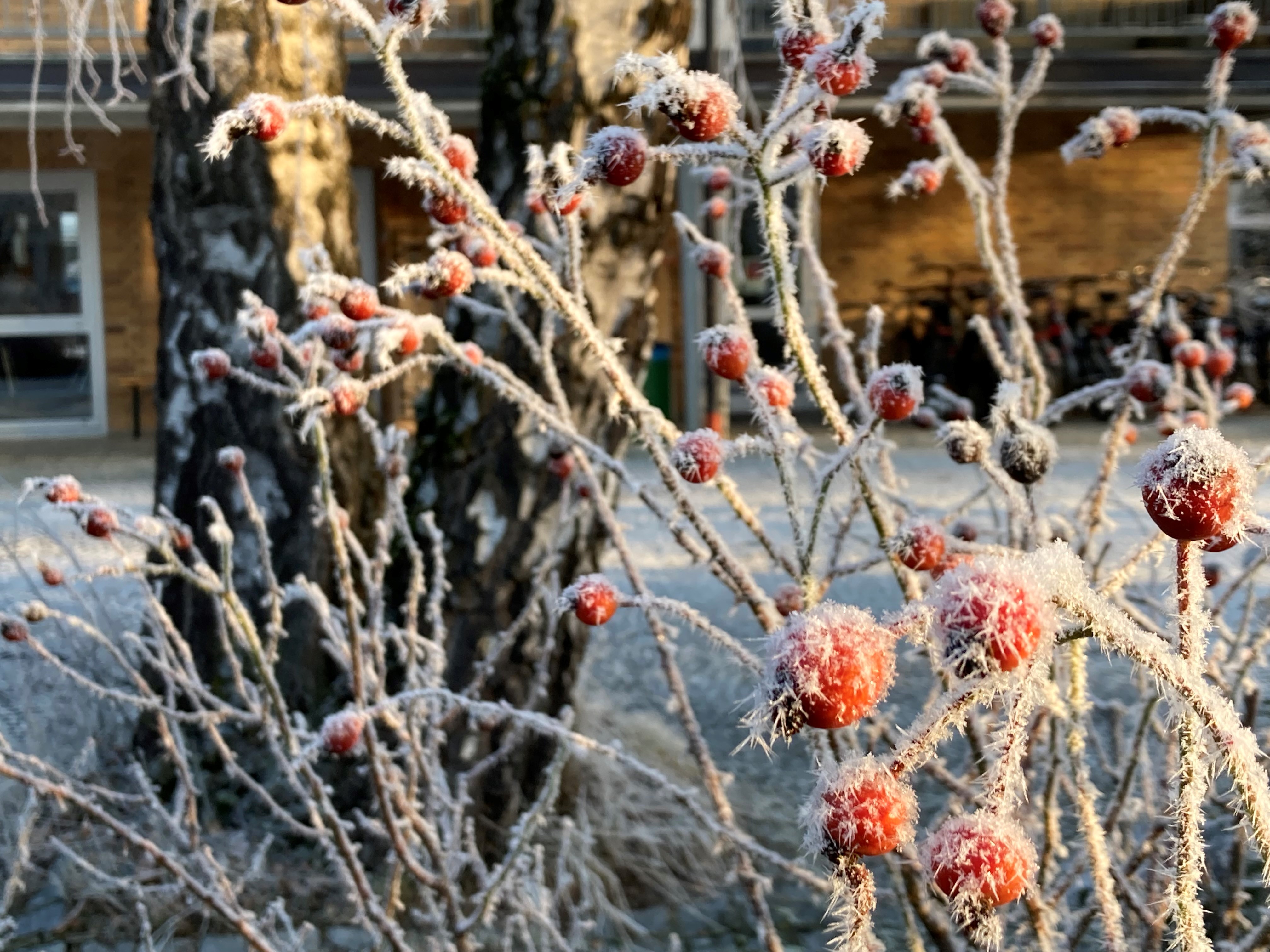 Frozen Leaves